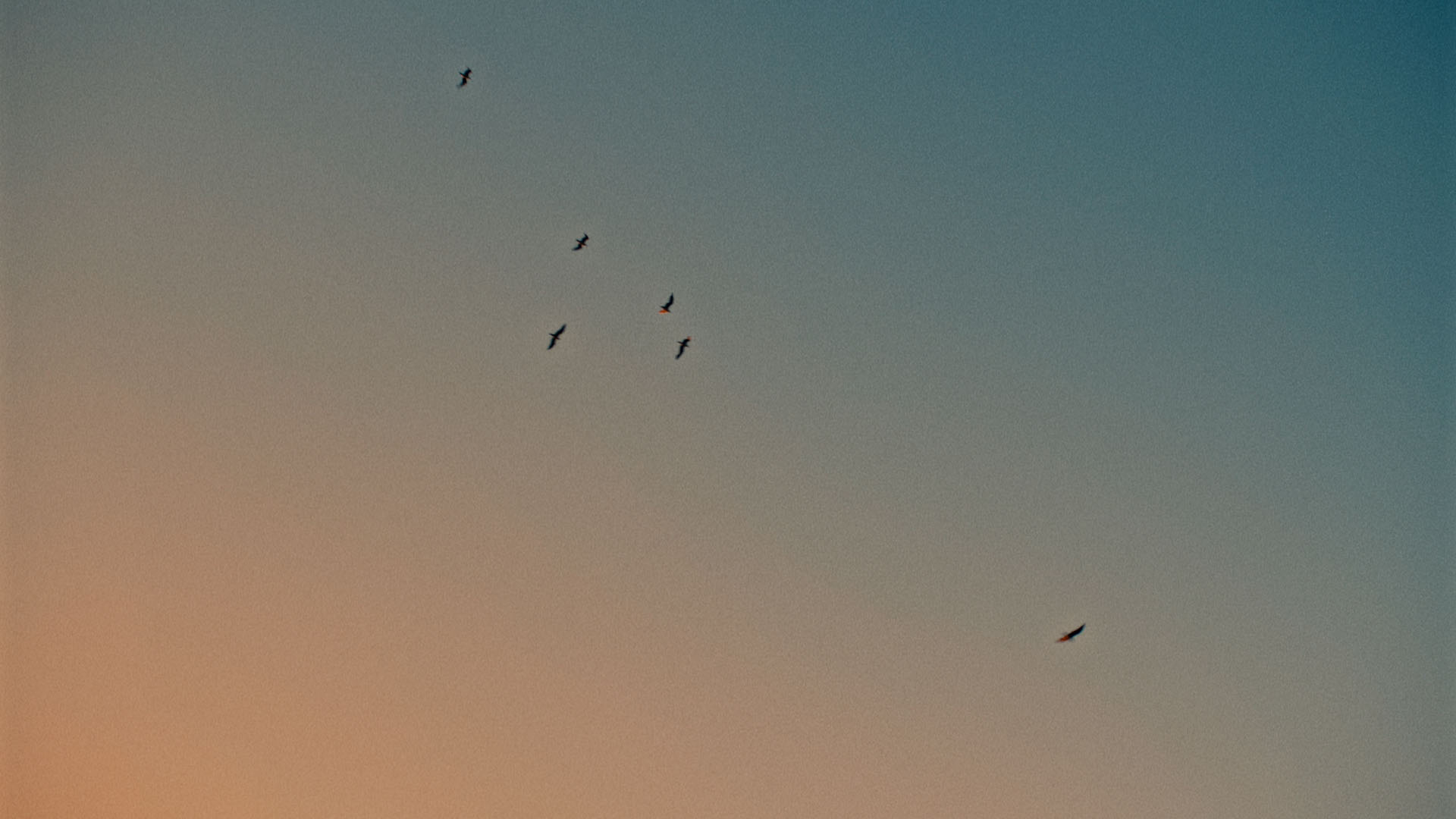 Sunset with birds flying